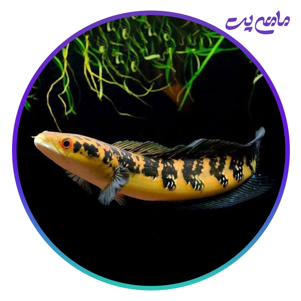 ماهی چانا (سرماری) یلو مارو