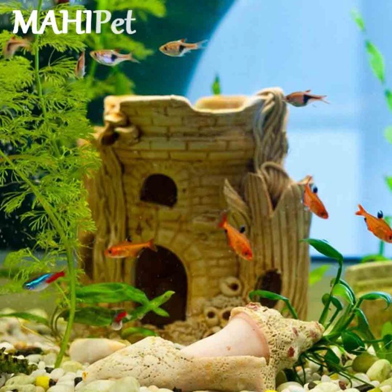 تزئین آکواریوم و خرید تزئینات آکواریومی