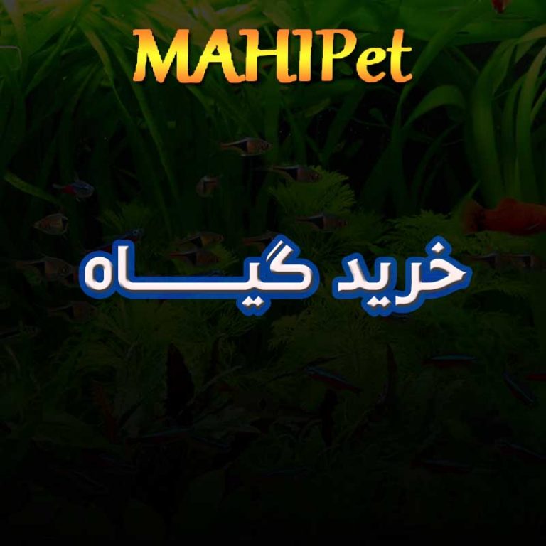 خرید گیاه