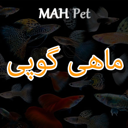 ماهی گوپی