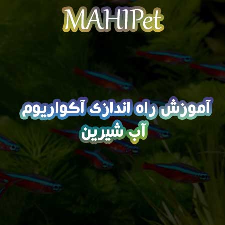 چگونه یک آکواریوم آب شیرین راه اندازی کنیم؟