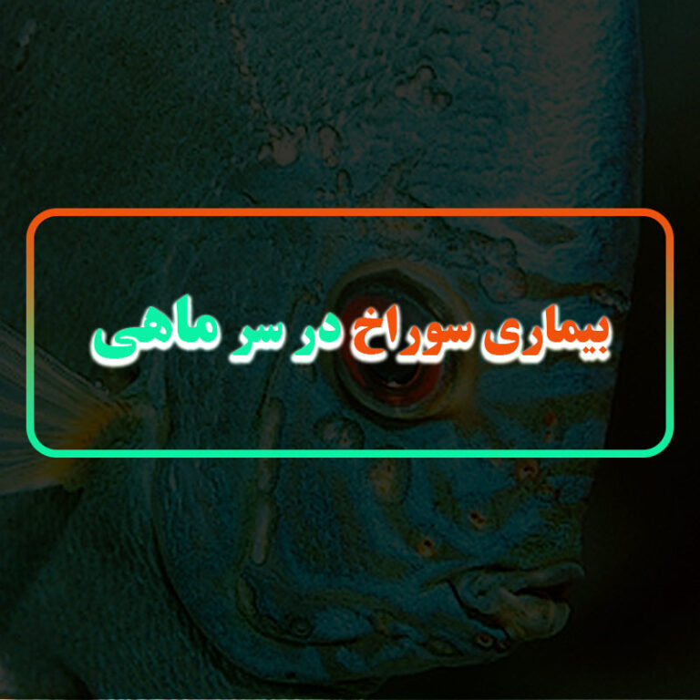 بیماری سوراخ در سر ماهی