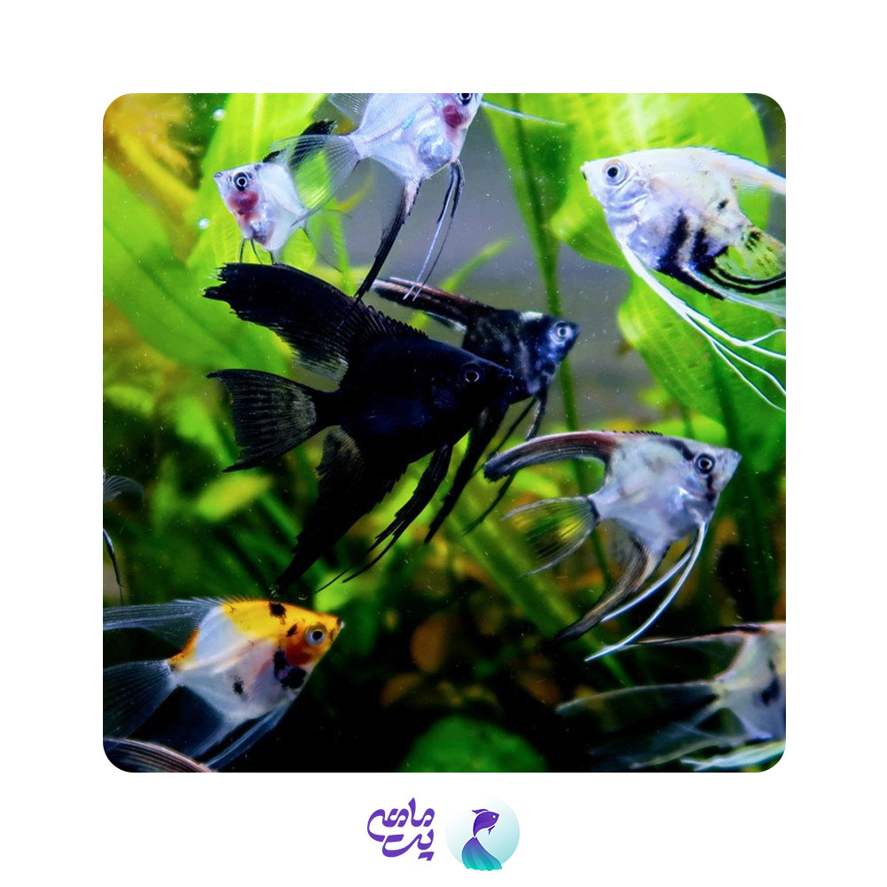 ماهی آنجل مختلط