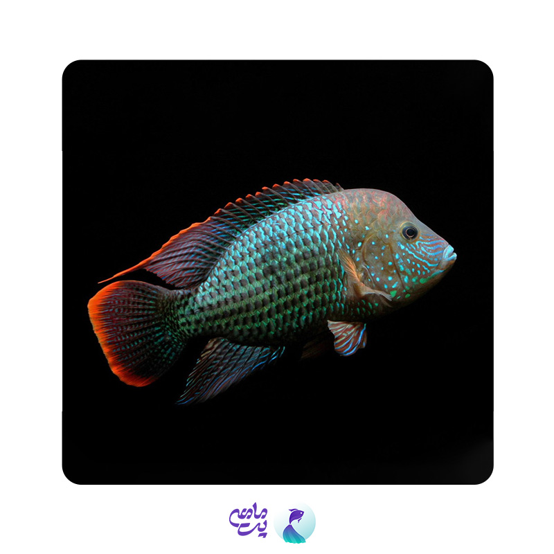 ماهی گرین ترور