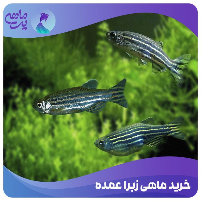 خرید ماهی زبرا عمده