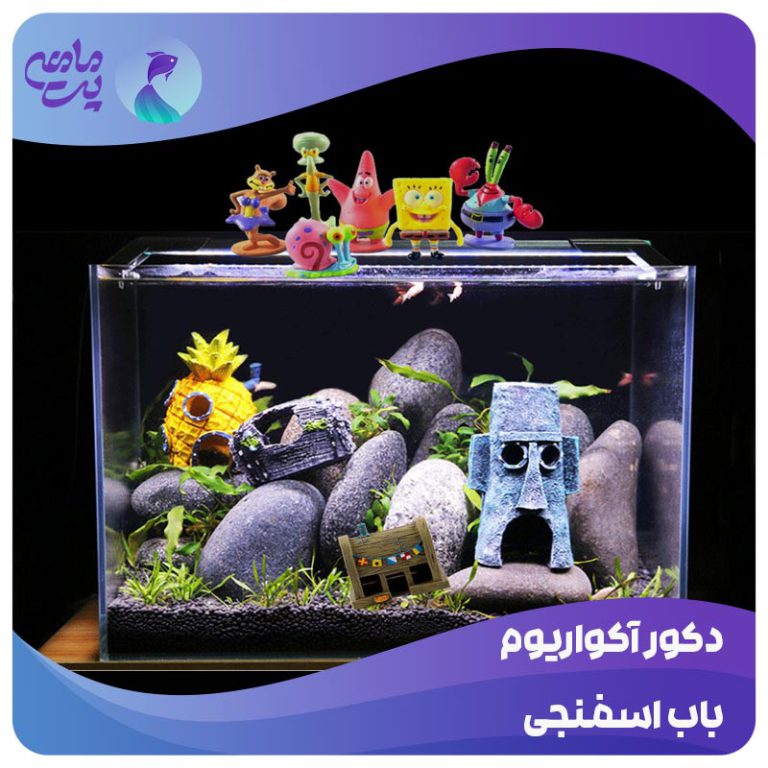 دکور آکواریوم باب اسفنجی