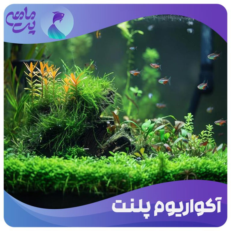 آکواریوم پلنت
