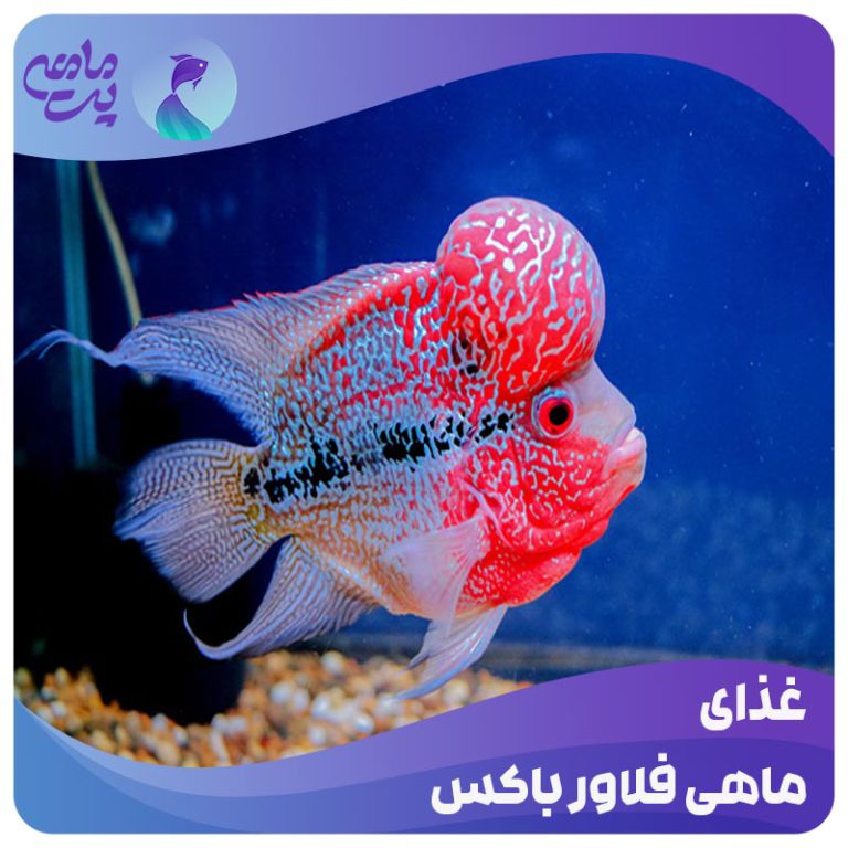 غذای ماهی فلاور هورن