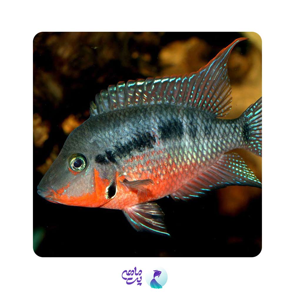 سیچلاید دهان آتشی 5 تا 8 CM
