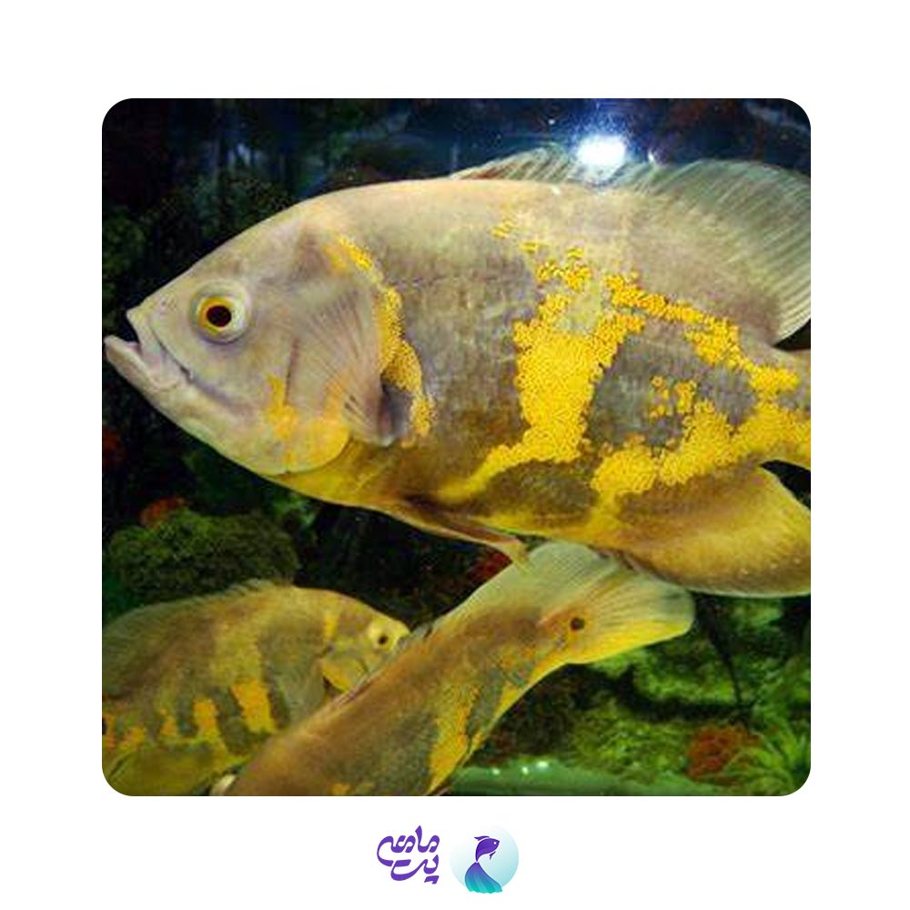 ماهی اسکار طلایی سایز 14 تا 18 سانت