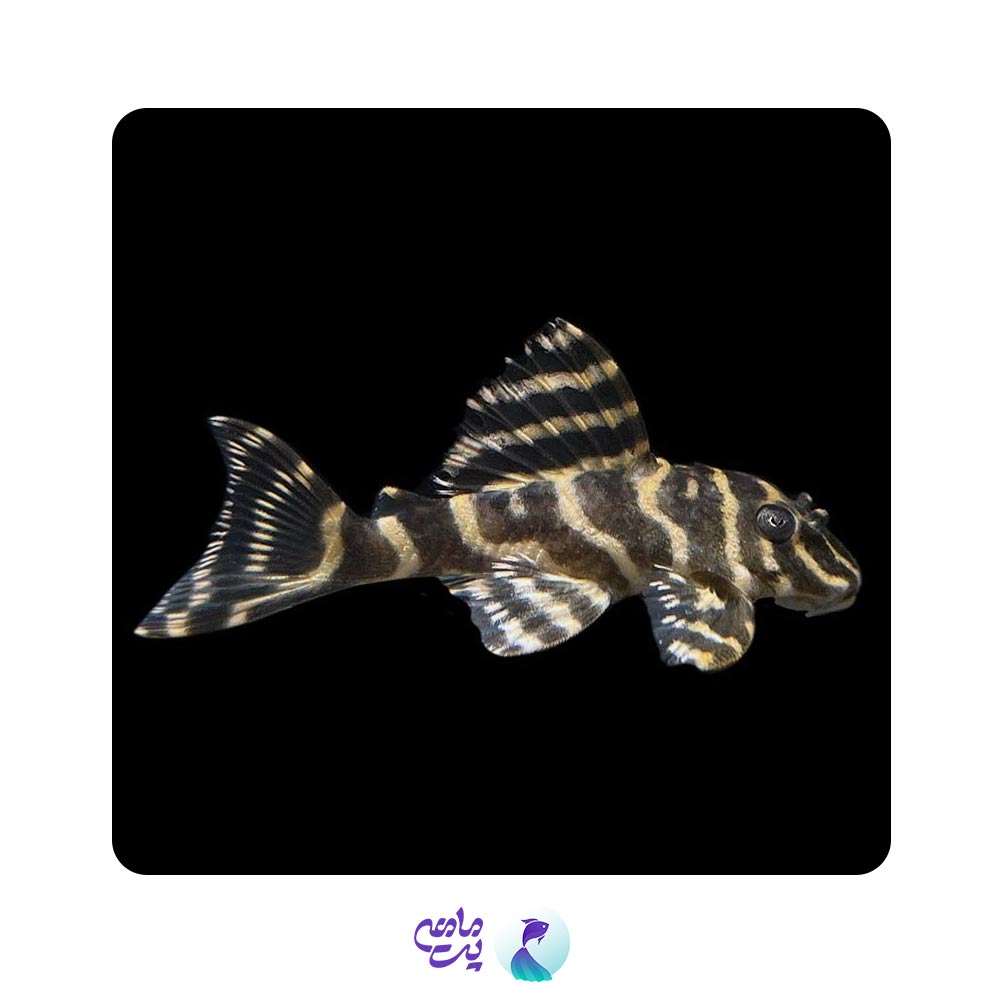 پلکو L333 سایز 2 تا 3 سانت