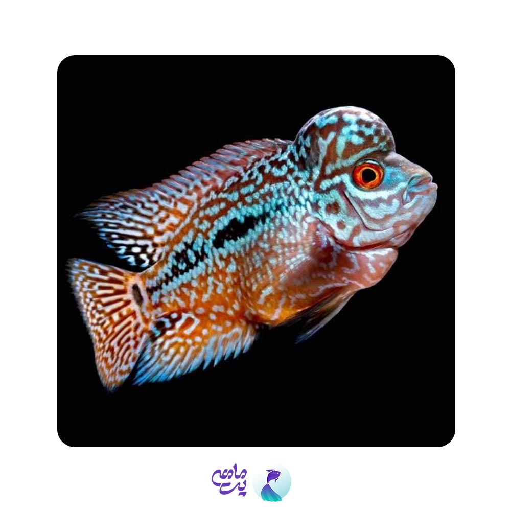 فلاور کامفا تاپ تایلند (وی ای پی) سایز 10 تا 12 سانت