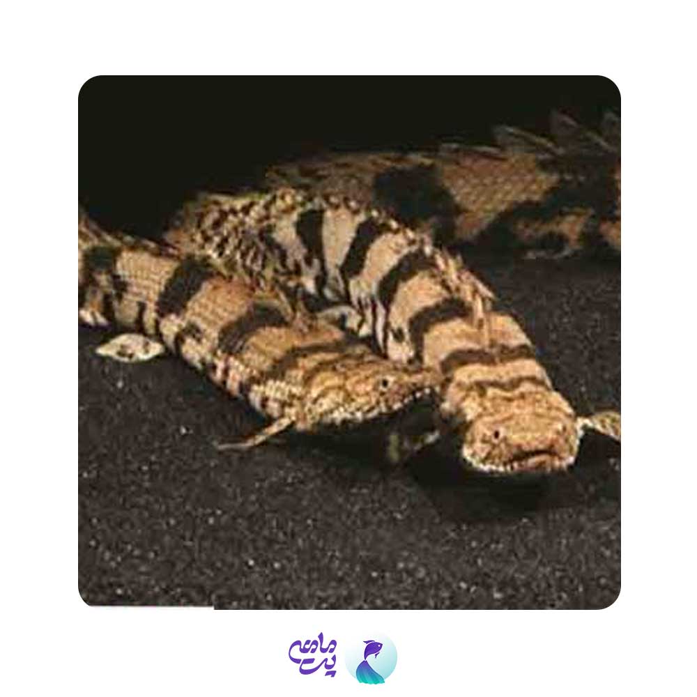 پلی اندیچری 10 تا 12 سانت