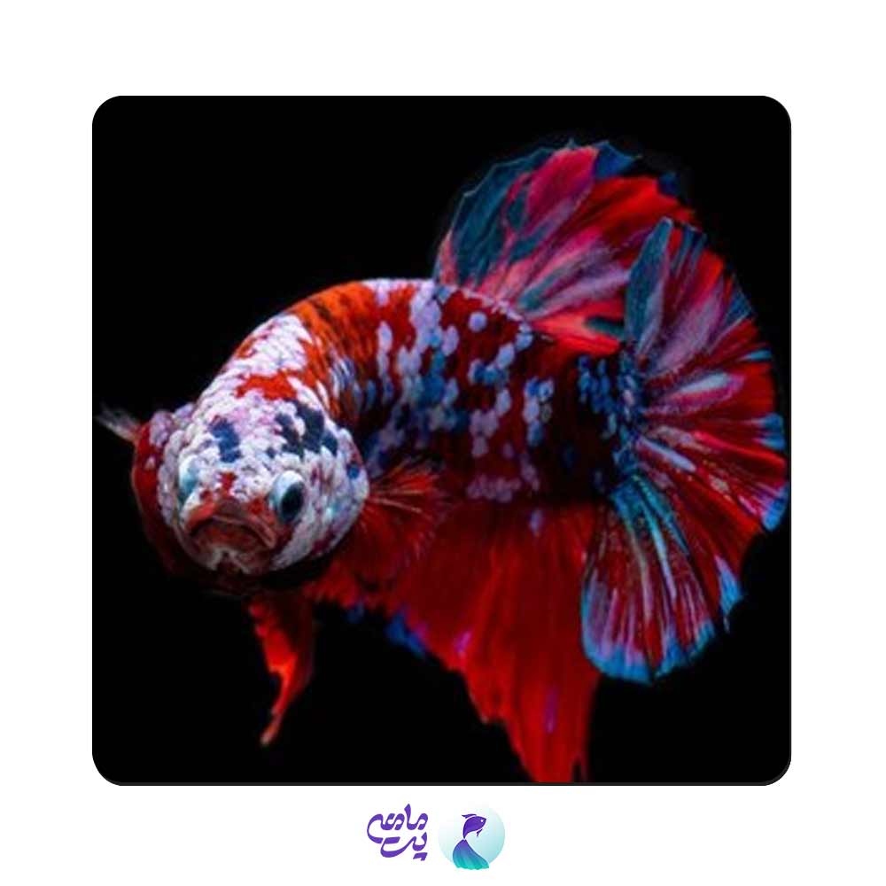 ماهی فایتر پلاکت مولتی کالرسایز 4 تا 5 سانتی متر