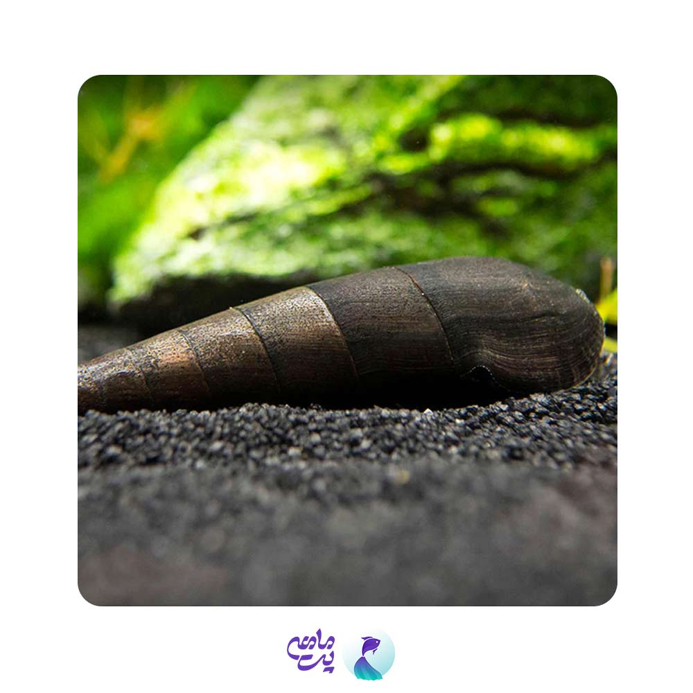 حلزون کینگ سایز 5 سانتی متر