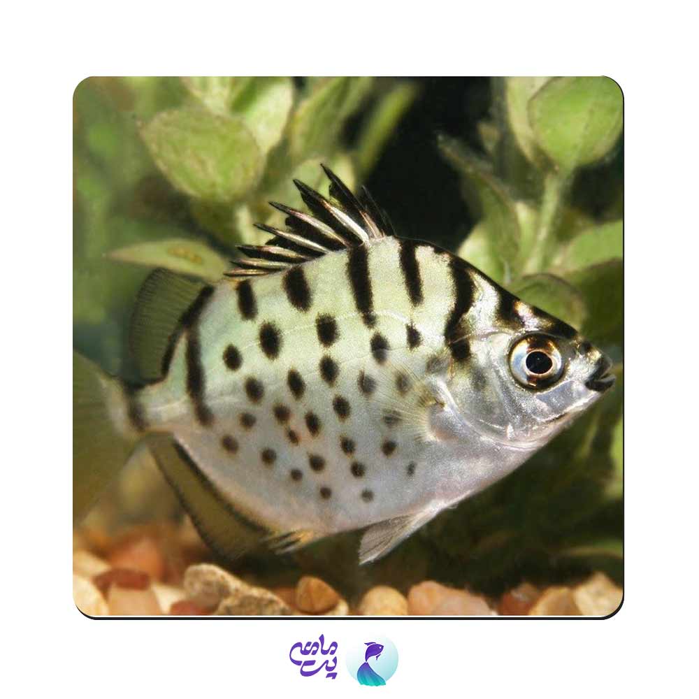 سیلور اسکات 8 تا 10 سانت