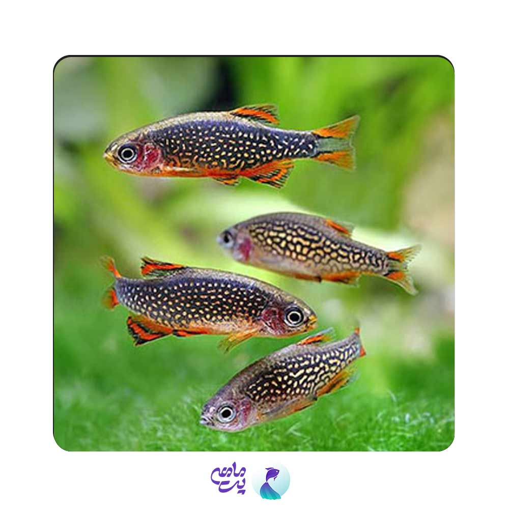 ماهی رازبورا گلکسی 1 تا 2 سانت