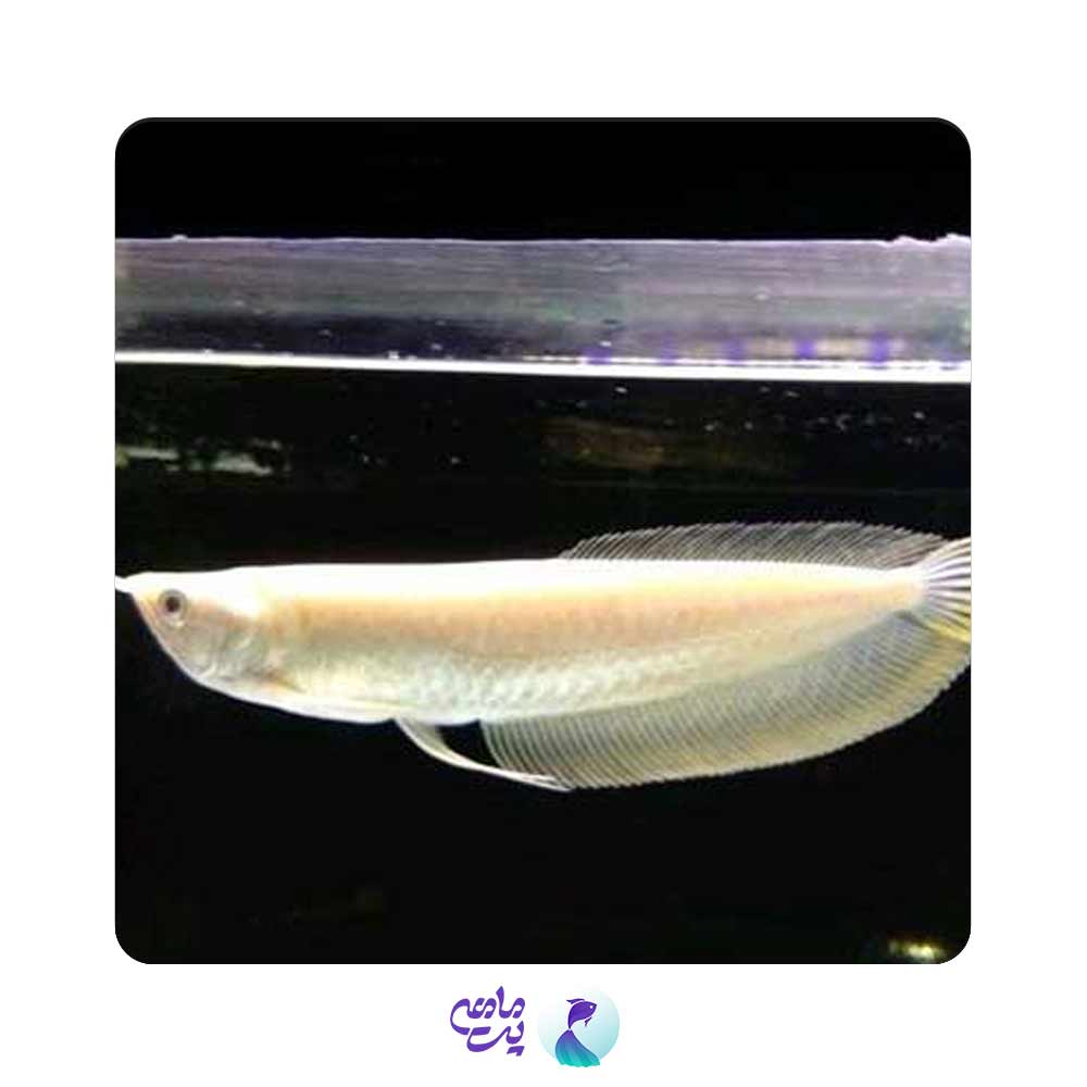 آروانا سیلور آلبینو 18 تا 20 سانت