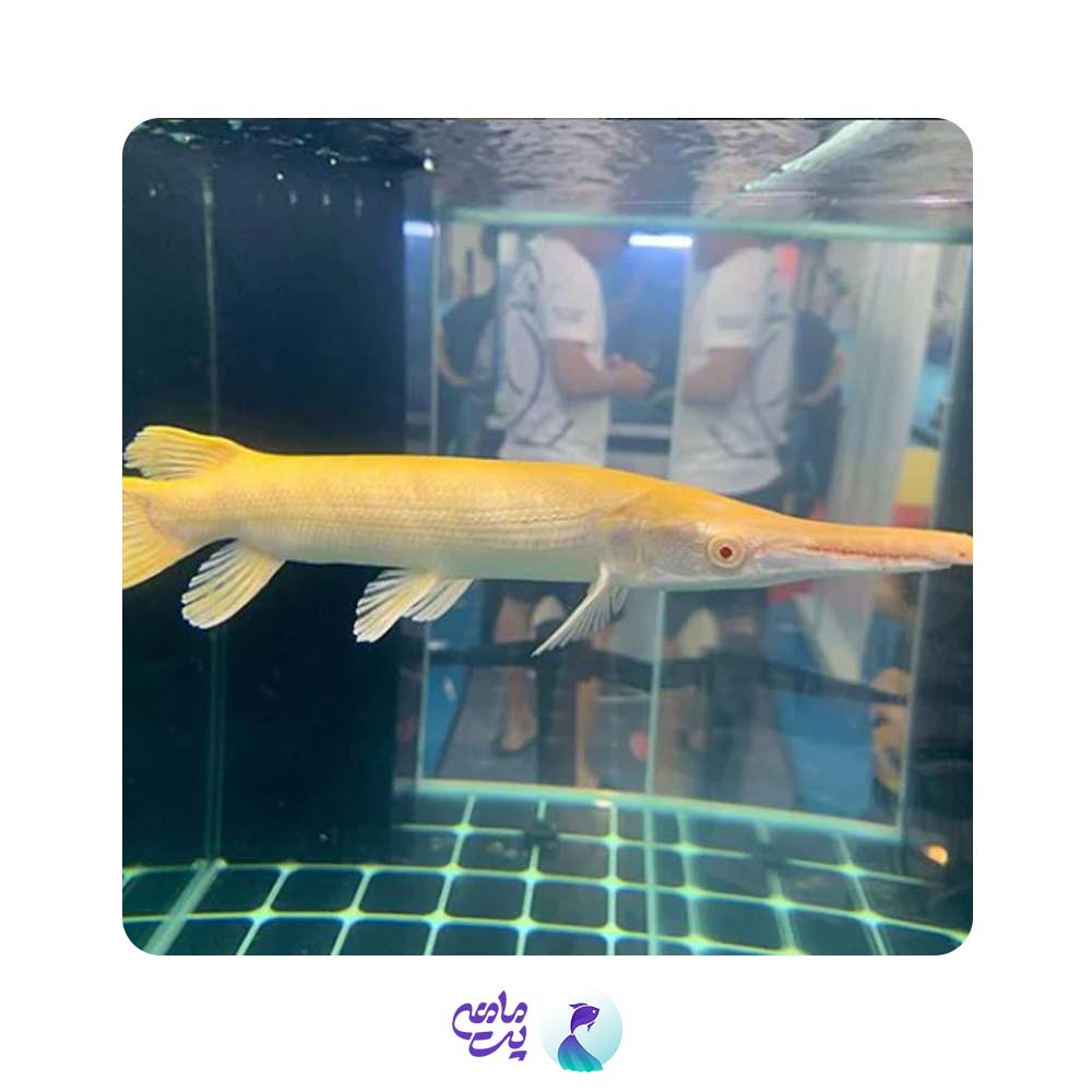 ماهی الیگیتور آلبینو سایز 10 تا 12