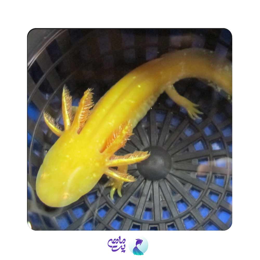 اکسولوتل طلایی 10 سانت