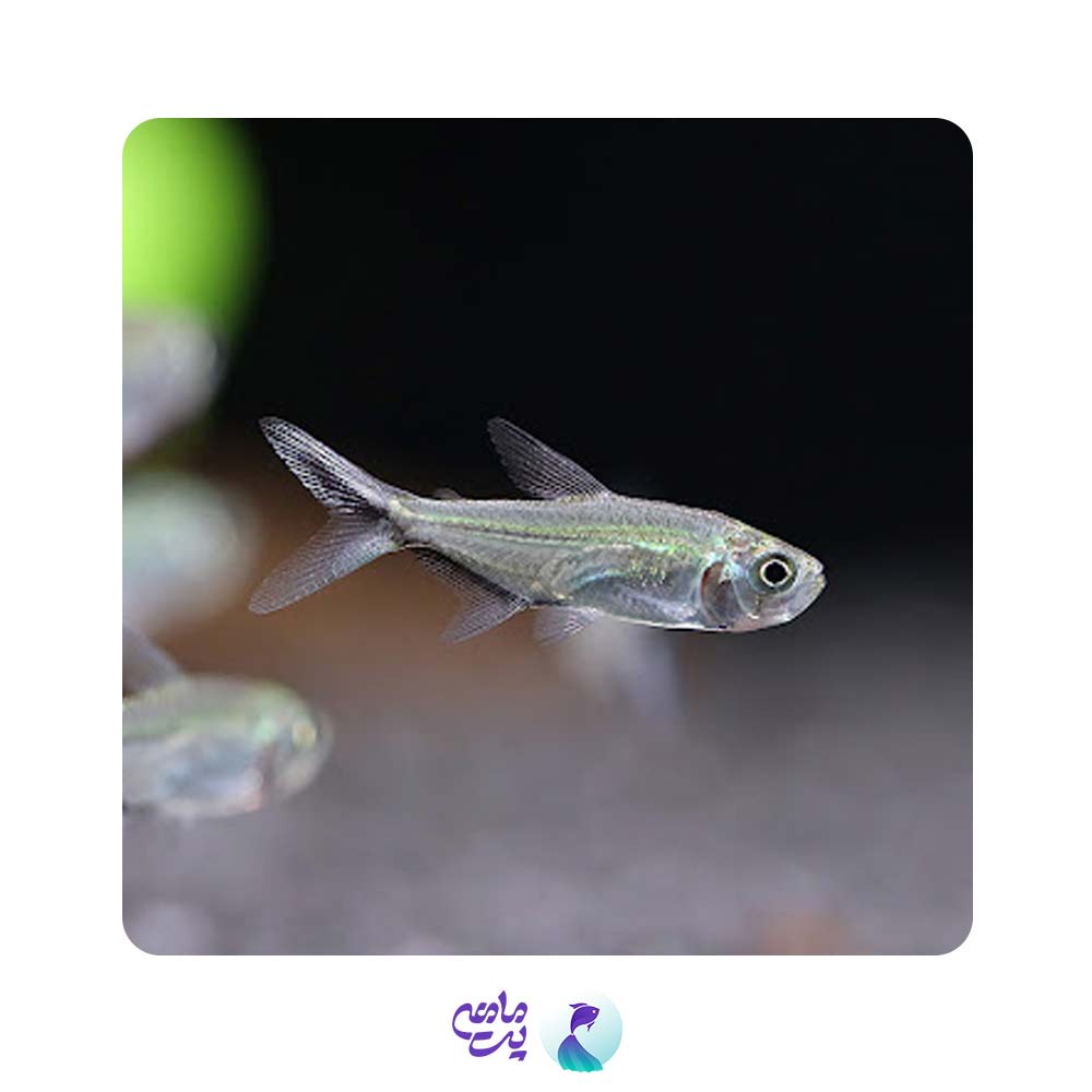 ماهی تترا بلک لاین کاستا سایز 2تا 4 سانت