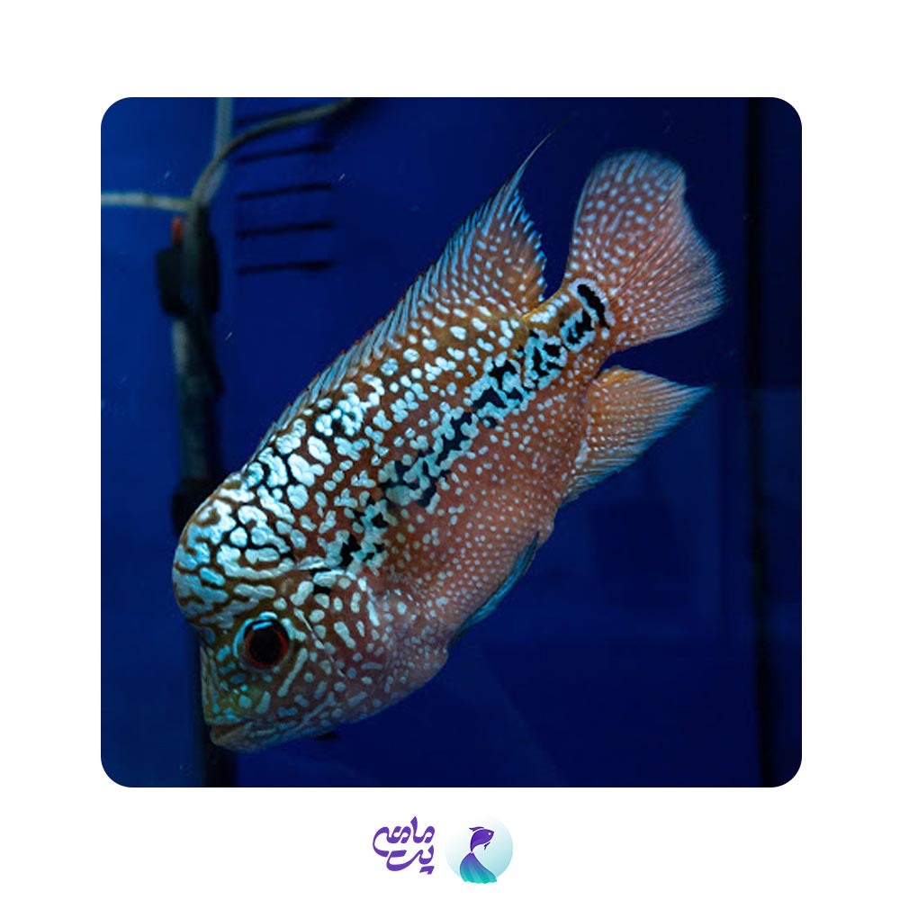 فلاور ایرانی 6 تا 8 سانت