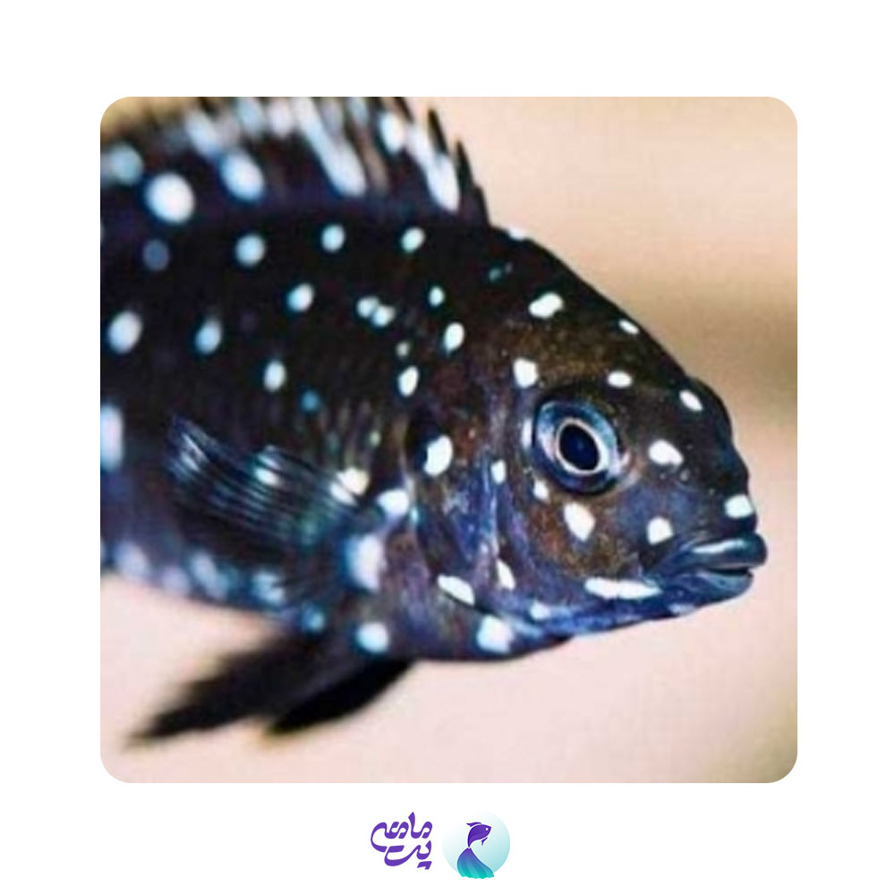 سیچلاید دبوسی 2 تا 3 سانت