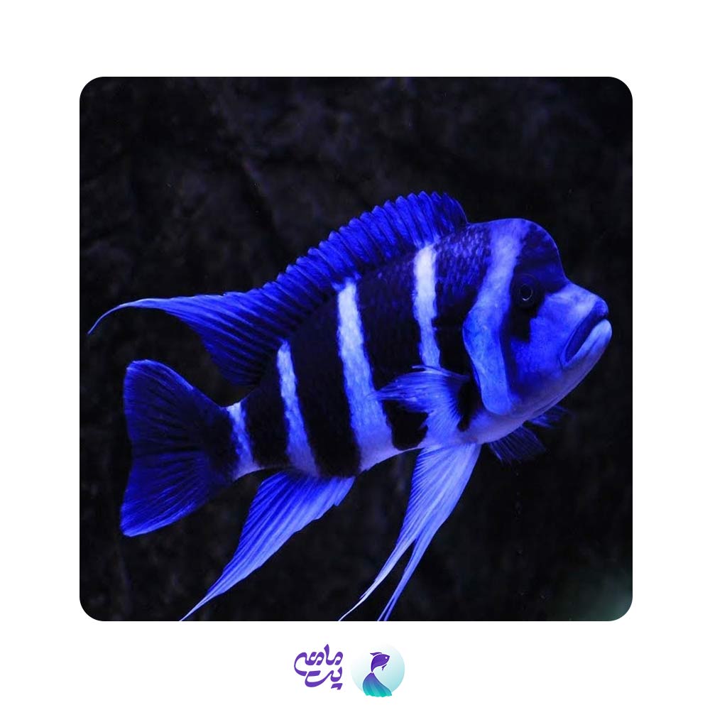 فرانتوزا 10 تا 15 سانتیمتری