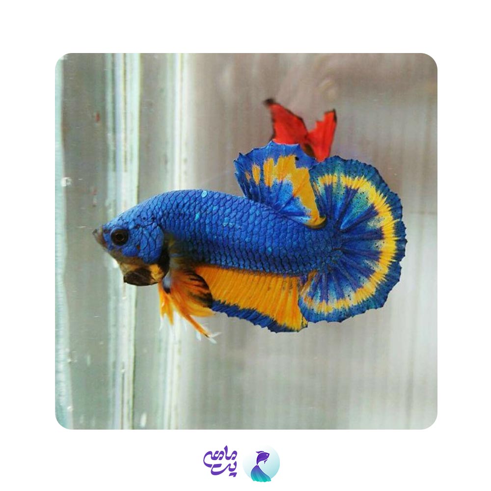 ماهی فایتر پلاکت پلاکت مسترگز سایز 2 تا 4 سانت