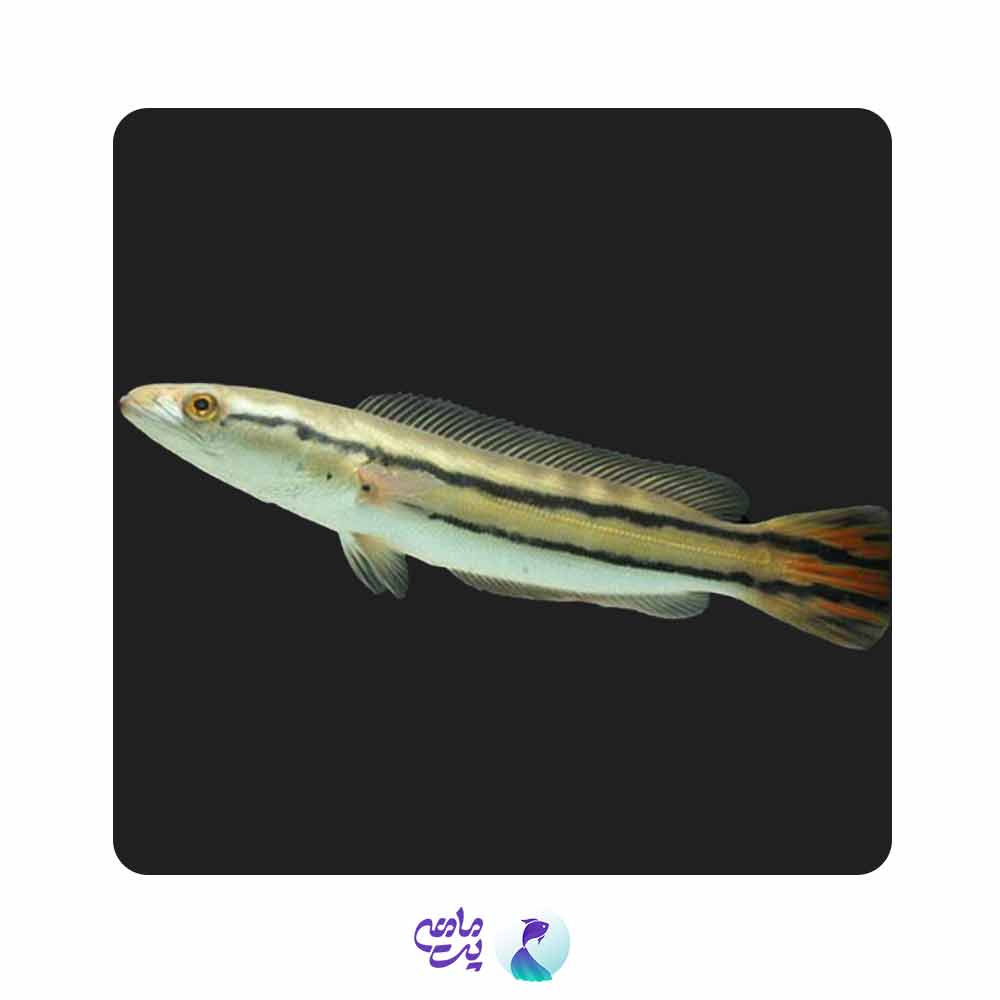 ماهی چانا سرماری قرمز 11 تا 12 سانتی متر