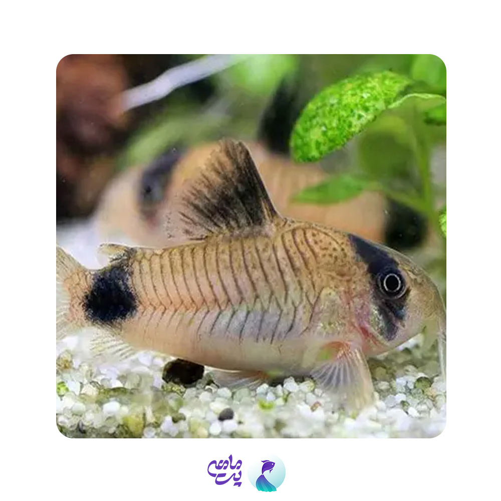 کوریدوراس پاندا 2-2.5 سانت