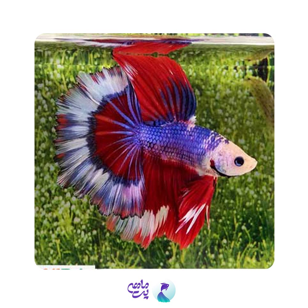 فایتر هافمون چند رنگ 5تا7 سانت